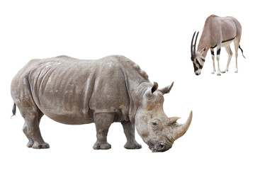Obraz premium rhinocéros et antilope