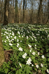 Tapis d'anémone des bois au printemps,Aisne