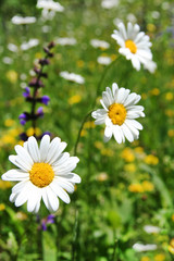 Obraz na płótnie Canvas Margeritenwiese - Flower Meadow