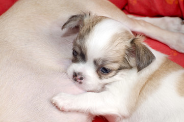 adorable chihuahua puppy eating mother's milk