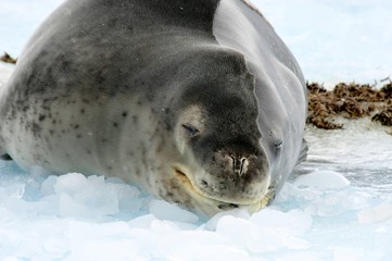 Leopard Seal on an iceberg