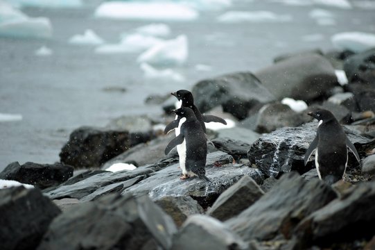 Ad&eacute;lie Penguin