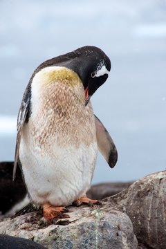 Gentoo Penguins