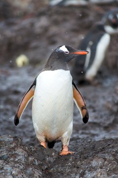 Gentoo Penguins in Paradise Harbour Rookery, Antarctica.