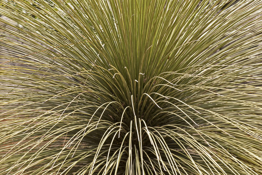 Ornamental grass in garden