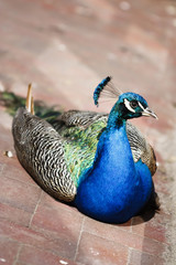 Fototapeta premium Blauer Pfau
