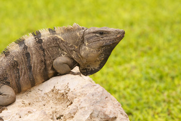 iguana su pietra