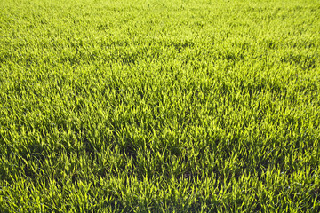 Green grass background