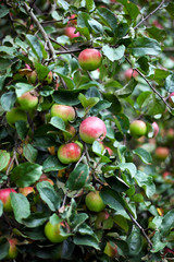 apple tree in overgrown garden