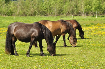 Thre horse in field