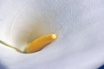 A calla lily with yellow stamen closeup detail view.