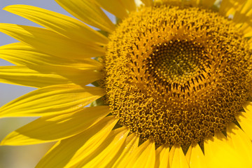 Naklejka premium Sunflower