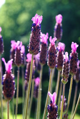 Naklejka premium Lila5