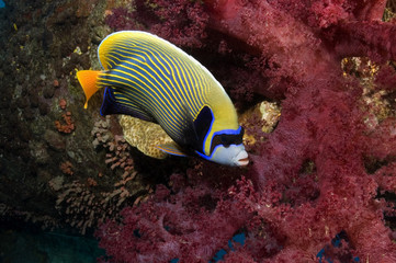 Emperor Angelfish
