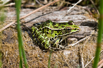 Northern leopard frog