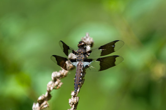 Dragonfly perched, wings outstretched on a stick