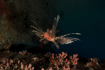 Lionfish