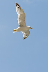 Seagull in flight