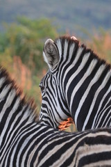 Zebras Kruger Nationalpar