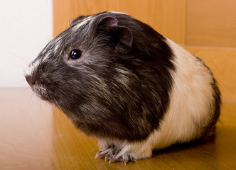 guinea pig