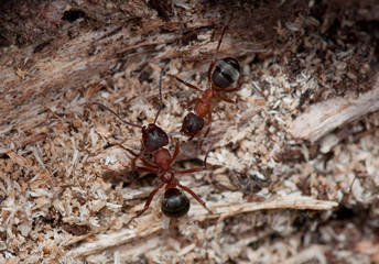 rote Waldameise