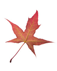 Maple leaf