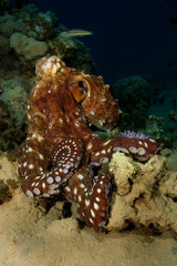 Octopus on reef