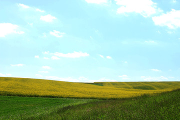 Fototapeta premium rape field blue sky white clouds