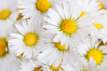 Obraz na płótnie Canvas Daisy Bellis perennis kroplami rosy