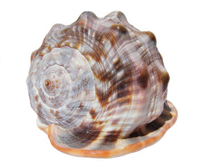 shell