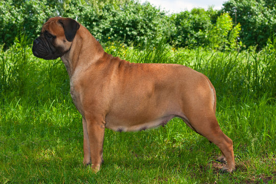 Big Dog on Grass Background