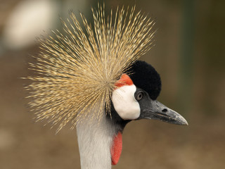 gru coronata 02