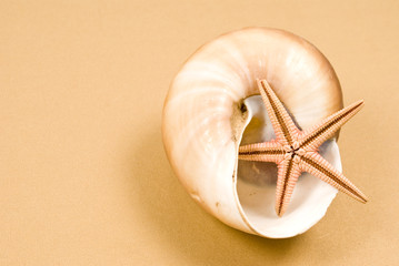 Seashell and starfish