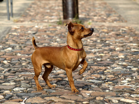 Chien pinshcer nain