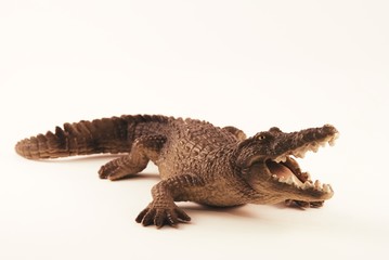 Crocodile