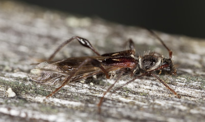 Spruce shortwing beetle (Molorchus minor) Macro photo.
