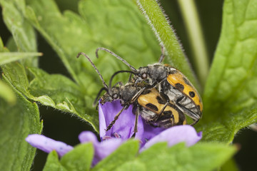 Brachyta interrogationis mating. Macro photo.