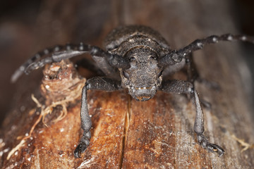 Weaver beetle (Lamia textor)