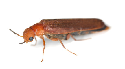 lymexylid beetle (Hylecoetus dermestoides)