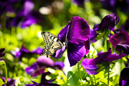 spring butterfly