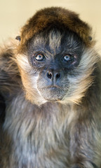 Blick einer Halsbandmangabe (lat. Cercocebus torquatus)