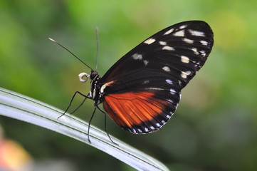 Fototapeta na wymiar Golden Helicon Butterfly