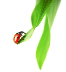 Ladybug, which sits on a green leaf