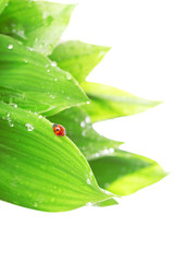 Ladybird sitting on a leaf with drops of water