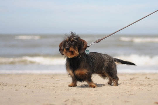 Terrier