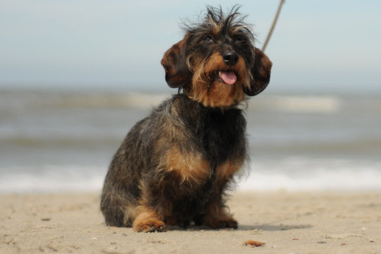 Terrier