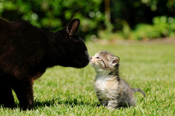 Schwarze Katze mit Kätzchen