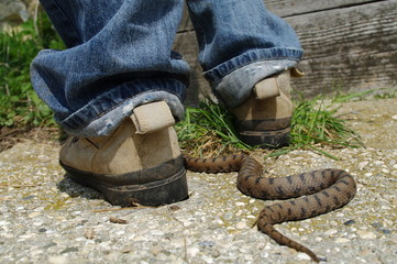 serpent !