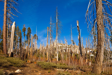 Trail to Smith Peak