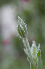 スイセンノウの蕾